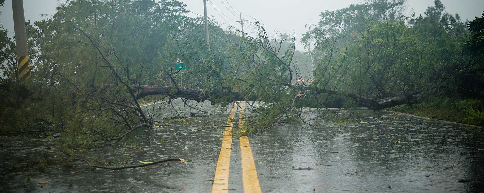 a downed tree blocks a road during a rain storm