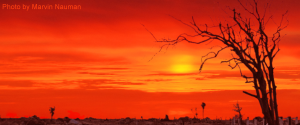 View of a dead tree and fence row in a summer sunset. View of a dead tree and fence row in a summer sunset.