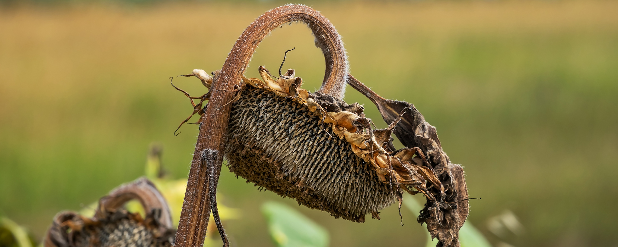 A wilted sunflower