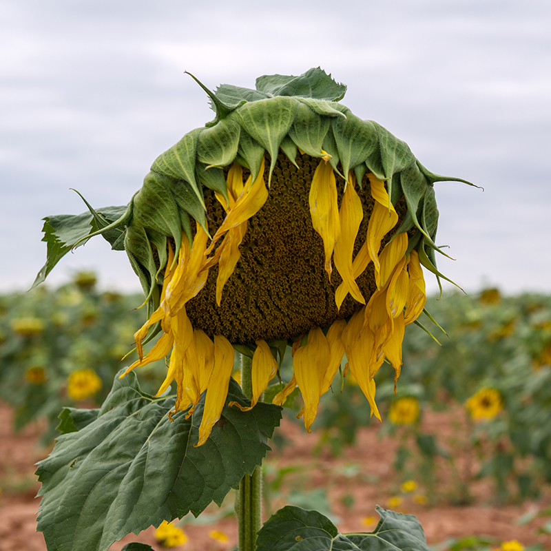 A sunflower dying from lack of water. 
