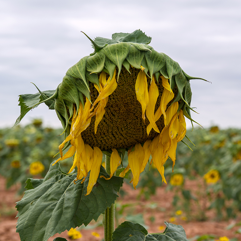 A sunflower dying from lack of water.