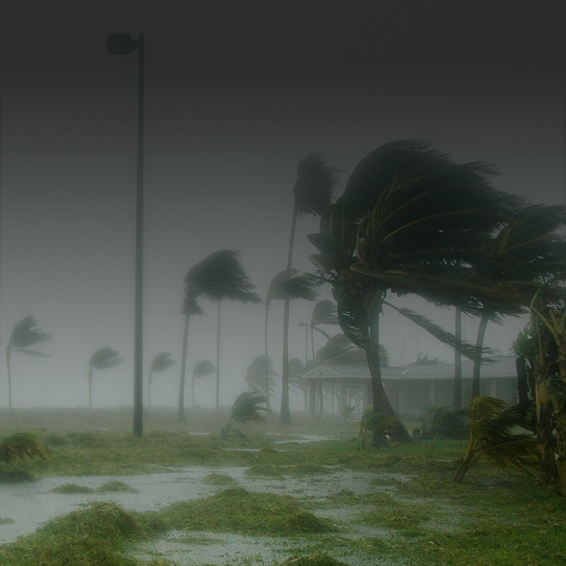 picture of palm trees blowing in hurricane force winds.