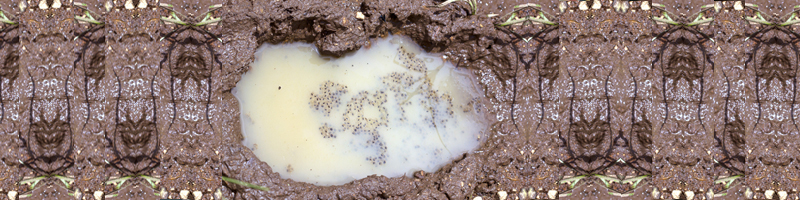 November 4th, 2006. A muddy footprint filled with water and bugs. November 4th, 2006. A muddy footprint filled with water and bugs.