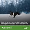 A dog running in the snow. Don't forget to wipe your dog's paws. Ice-melting chemicals can make your pet sick. #BeInformed