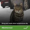 A cat sitting in the snow. Text reads: bring pets inside when temperatures dip. #BeInformed