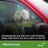 A dog in a car with the windows closed. Temperatures rise fast, even with the windows down. Call 911 if you see a pet in a hot car. #BeInformed