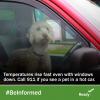 Picture of a small white dog with curly hair sitting in the front seat of a car with the windows rolled up. Temperatures rise fast even with windows down. Call 911 if you see a pet in a hot car. #BeInformed