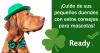 Un perro con sombrero verde y corbatín. Cuide de sus pequenos duendes con estos consejos para mascotas!