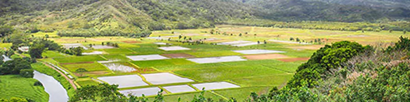 April 13, 2018 Image of Hawaiian field.